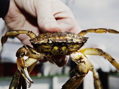 Close-Up Of A Hand Holding A Crab, Roervig Harbour, Denmark by Jakob Eskildsen Pricing Limited Edition Print image