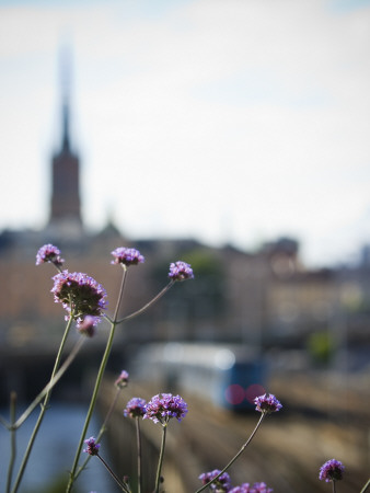 Close Up Of Purple Flowers by Jann Lipka Pricing Limited Edition Print image