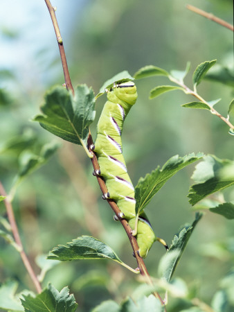 Close-Up Of A Worm by Gunnar Larsson Pricing Limited Edition Print image