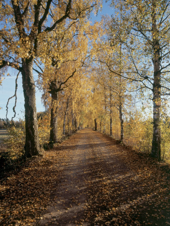 Road by Gunnar Larsson Pricing Limited Edition Print image