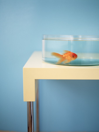 A Goldfish In A Shallow Bowl by Helen Pe Pricing Limited Edition Print image