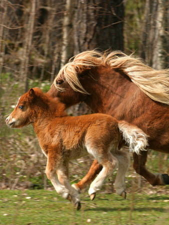 A Mare And Her Foal Running, Sweden by Jorgen Larsson Pricing Limited Edition Print image