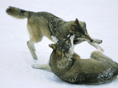 Two Wolves Fighting by Jorgen Larsson Pricing Limited Edition Print image