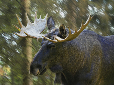 Moose (Alces Alces) Running In A Forest by Jorgen Larsson Pricing Limited Edition Print image