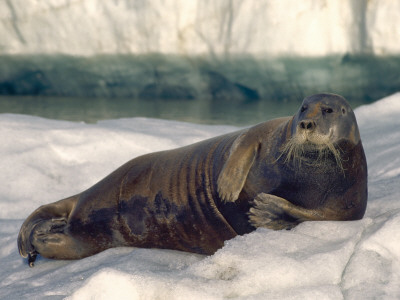 Seal Lying In Snow by Leifur Pricing Limited Edition Print image