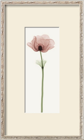 Anemone Iv by Steven N. Meyers Pricing Limited Edition Print image