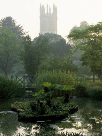 Oxford Botanic Garden: Bog Garden With Gunnera Manicata And Wooden Bridge With Magdalen College by Clive Nichols Pricing Limited Edition Print image