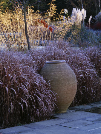 Terracotta Container, Pampas Grass And Stipa Gigantea In Winter, Designer: Duncan Heather by Clive Nichols Pricing Limited Edition Print image
