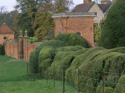 Packwood House, Warwickshire - Massive Cloud Hedging Beside The Topiary Garden In Winter by Clive Nichols Pricing Limited Edition Print image