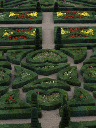 Dwarf Dahlias And Topiary Shapes In The Garden Of Love At Chateau De Villandry, France by Clive Nichols Pricing Limited Edition Print image