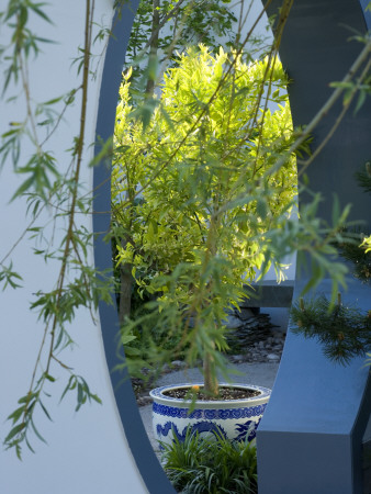 View Through Moongate To Citrus Tree In Blue And White Ceramic Pot by Clive Nichols Pricing Limited Edition Print image