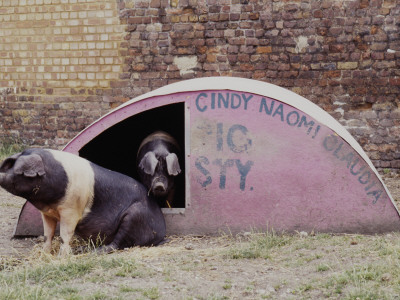 Pigsty, Hackney City Farm, London by Ken Worpole Pricing Limited Edition Print image