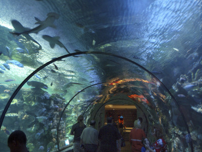 Shark Reef, Mandalay Bay Hotel Complex, Las Vegas, Nevada, Usa by Natalie Tepper Pricing Limited Edition Print image