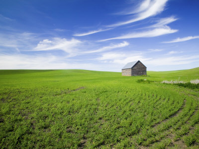 Spring Lentil Crop And Old Barn, Idaho, Usa by Terry Eggers Pricing Limited Edition Print image