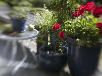 Backyard Garden Deck With Colorful Pots, Seattle, Washington, Usa by Terry Eggers Pricing Limited Edition Print image