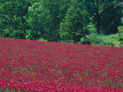 Field Of Crimson Clover, Wilsonville, Oregon, Usa by Julie Eggers Pricing Limited Edition Print image