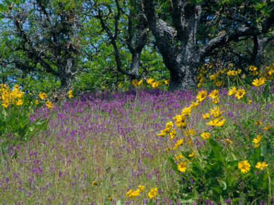 Hillside Of Arrowleaf Balsamroot And Purple Vetch Oregon, Usa by Julie Eggers Pricing Limited Edition Print image