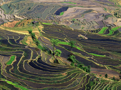 Rice Terraces, Leuy Villge, Honghe, Yunnan, China by Charles Crust Pricing Limited Edition Print image