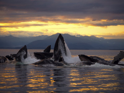Humpback Whales Bubble-Feeding At Sunset, Chatham Strait, Alaska, Usa by Jon Cornforth Pricing Limited Edition Print image