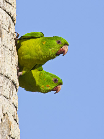 Green Parakeet, Brownsville, Texas, Usa by Larry Ditto Pricing Limited Edition Print image