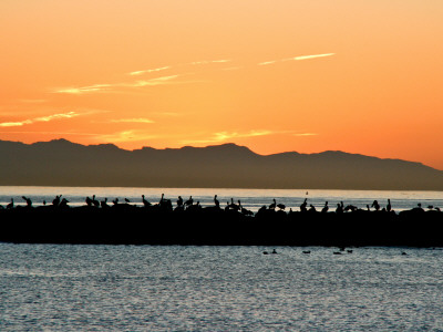 Pelicans At Sunrise, Santa Barbara by Eloise Patrick Pricing Limited Edition Print image