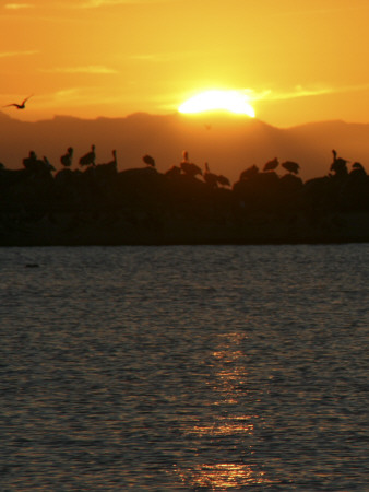 Flying Pelican At Sunrise, Santa Barbara by Eloise Patrick Pricing Limited Edition Print image