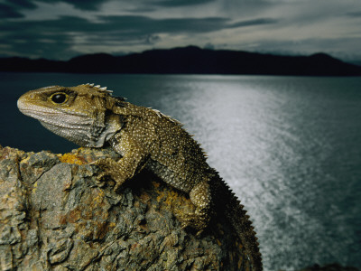 A Tuatara Clings To A Rock Near New Zealand's Shore by Frans Lanting Pricing Limited Edition Print image