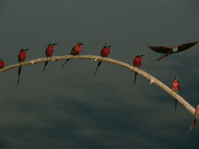 Carmine Bee-Eater Birds In Breeding Plumage Perch On A Branch by Frans Lanting Pricing Limited Edition Print image