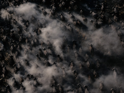 Aerial View Of Stampeding Wildebeests by Chris Johns Pricing Limited Edition Print image