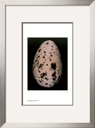 Egg I by Thaddeus Holownia Pricing Limited Edition Print image
