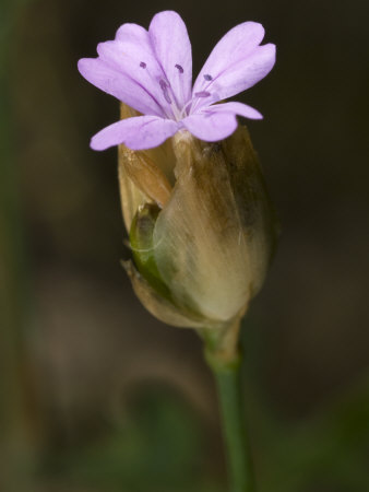 Flower Of Petrorhagia Dubia, Pink Grass, Hairypink, Or Wilding Pink by Stephen Sharnoff Pricing Limited Edition Print image