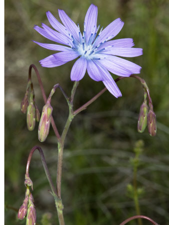 Flower And Buds Of Lactuca Perennis, Laitue Vivace, Or Blue Lettuce by Stephen Sharnoff Pricing Limited Edition Print image