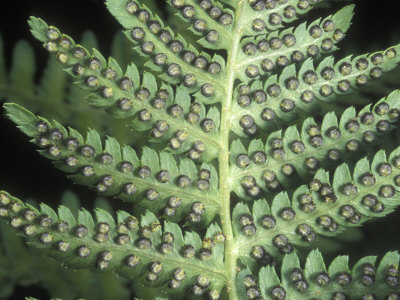 Close-Up Of The Underside Of A Dryopteris Fern Showing Spores by Stephen Sharnoff Pricing Limited Edition Print image