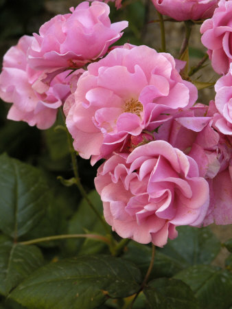 Close-Up Of A Cluster Of Pink Roses With Some Leaves by Stephen Sharnoff Pricing Limited Edition Print image