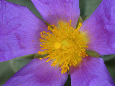 Close-Up Of A Purple And Yellow Cistus Or Rockrose by Stephen Sharnoff Pricing Limited Edition Print image