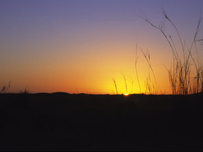 Sunset In The Sahara, With Silhouettes Of Grasses, Black Foreground by Stephen Sharnoff Pricing Limited Edition Print image