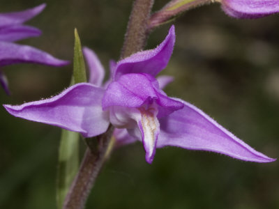 Cephalanthera Rubra, The Red Helleborine Orchid by Stephen Sharnoff Pricing Limited Edition Print image