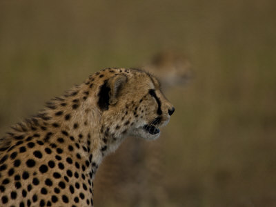 Profile Portrait Of A Cheetah by Beverly Joubert Pricing Limited Edition Print image