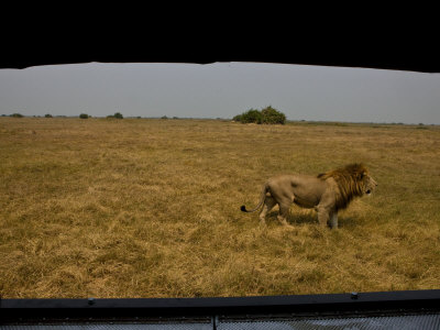 Male African Lion, Panthera Leo, Seen From The Joubert's Vehicle by Beverly Joubert Pricing Limited Edition Print image