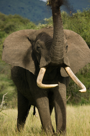 African Elephant With Trunk Raised, Soil Spilling From Clump Of Grass by Beverly Joubert Pricing Limited Edition Print image