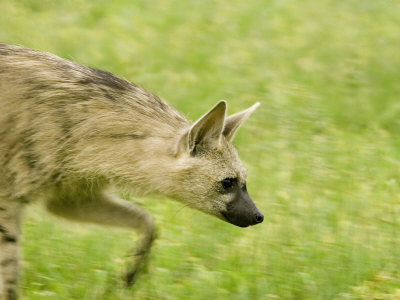 Striped Hyena (Hyaena Hyaena) by Beverly Joubert Pricing Limited Edition Print image