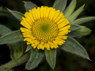 Yellow Flower Of Pallenis Spinosa by Stephen Sharnoff Pricing Limited Edition Print image