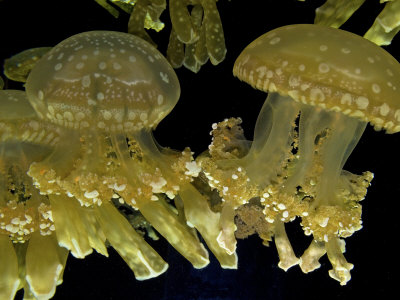 Mastigias Papua Jellyfish Floating Underwater, Black Background by Stephen Sharnoff Pricing Limited Edition Print image