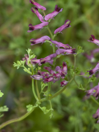 Small Flowers Of Fumaria Officinalis, The Common Fumitory Or Earth Smoke by Stephen Sharnoff Pricing Limited Edition Print image