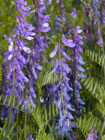 Vicia Cracca, Cow Vetch Or Bird Vetch by Stephen Sharnoff Pricing Limited Edition Print image