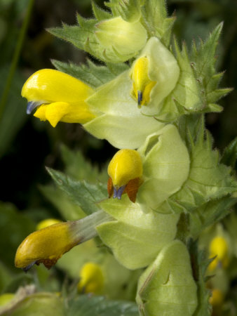 Rhinanthus Serotinus, Greater Yellow-Rattle, Or Rhinanthus Minor by Stephen Sharnoff Pricing Limited Edition Print image
