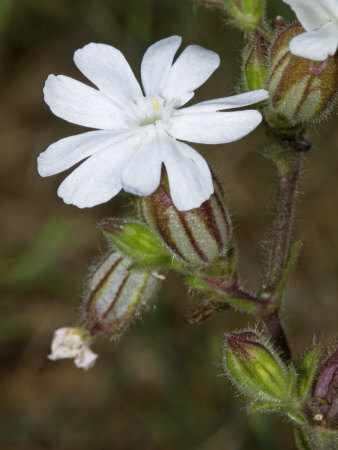 White Flower Of A Species Of Silene, A Campion Or Catchfly by Stephen Sharnoff Pricing Limited Edition Print image