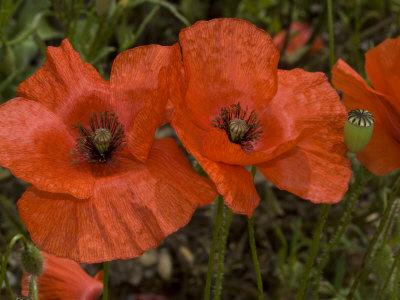 Papaver Rhoeas, The Corn Poppy Or Field Poppy,Le Pavot, Le Coquelicot by Stephen Sharnoff Pricing Limited Edition Print image