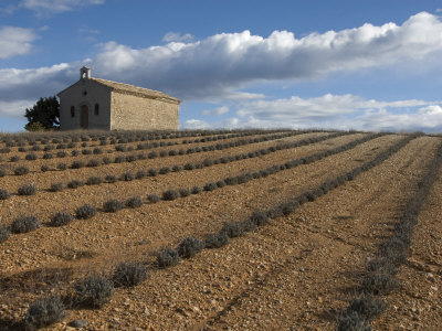 Sloping Field Of Small Plants With An Ancient Chapel Against The Sky by Stephen Sharnoff Pricing Limited Edition Print image