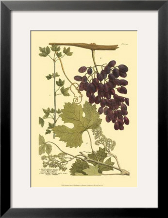 Grapes I by Johann Wilhelm Weinmann Pricing Limited Edition Print image